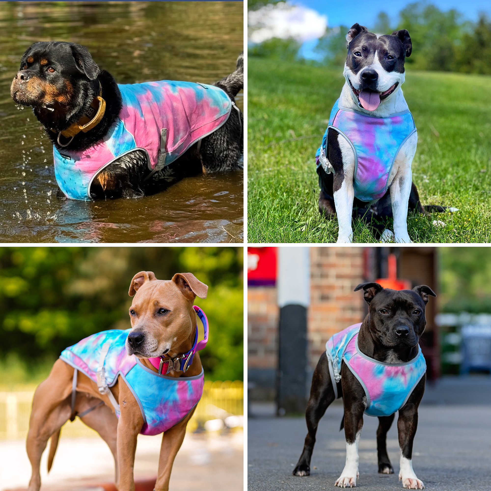 Dog Cooling Vest - Snow Cone - Image 9