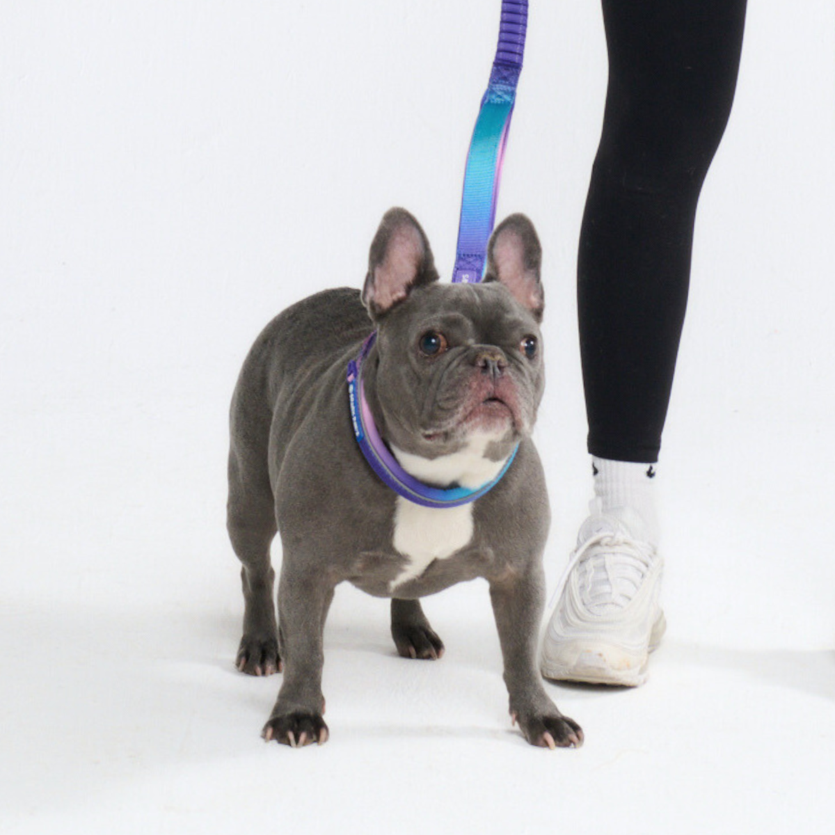 Multipurpose Seatbelt Handsfree Leash & Poop Bag Holder Set - Image 8