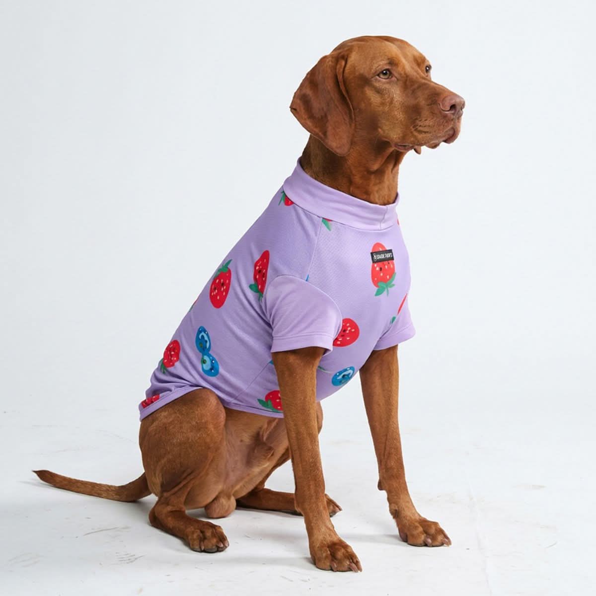 Sunblock Dog T-Shirt - Berries - Image 3