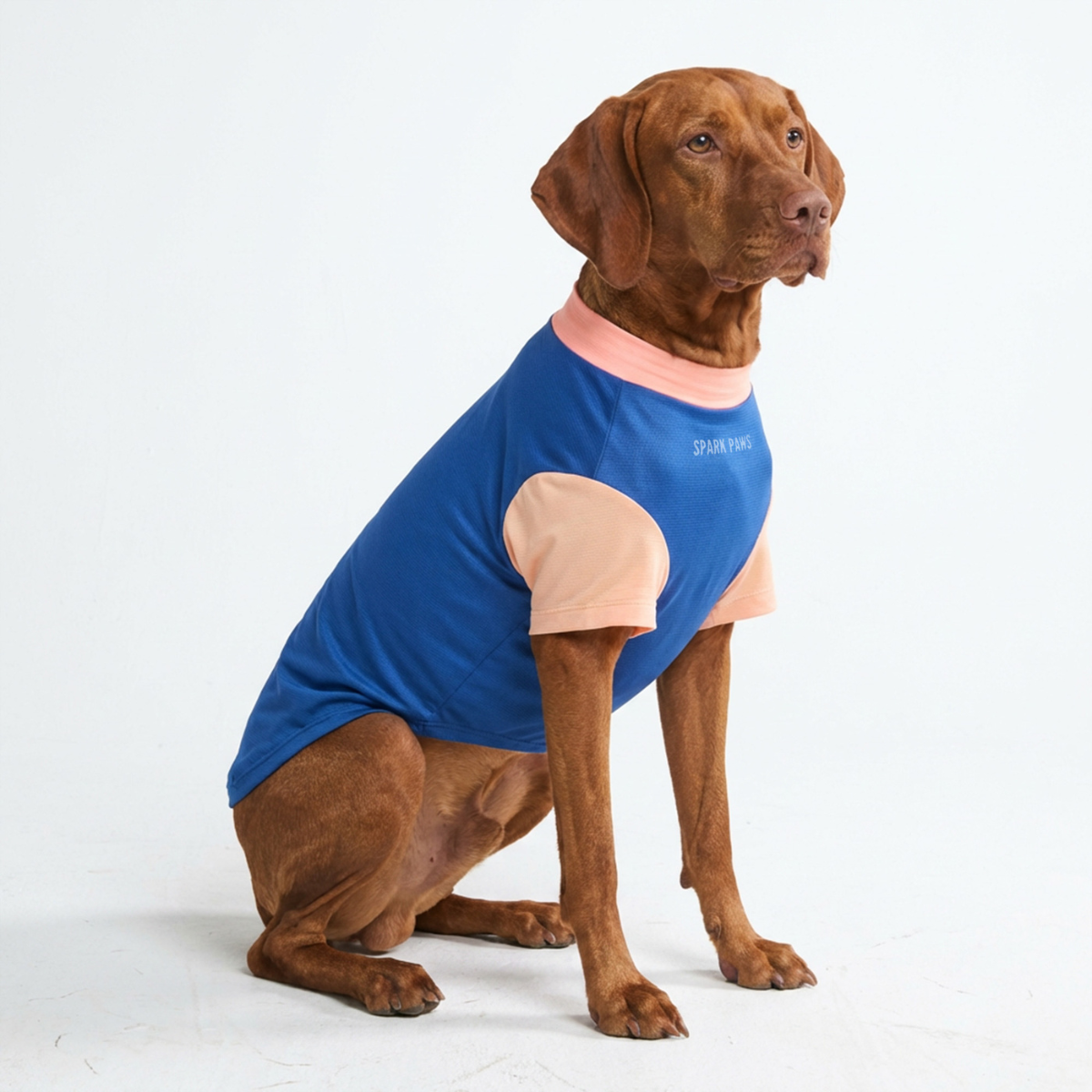 Sunblock Dog T-Shirt - Blue Hawaiian - Image 4