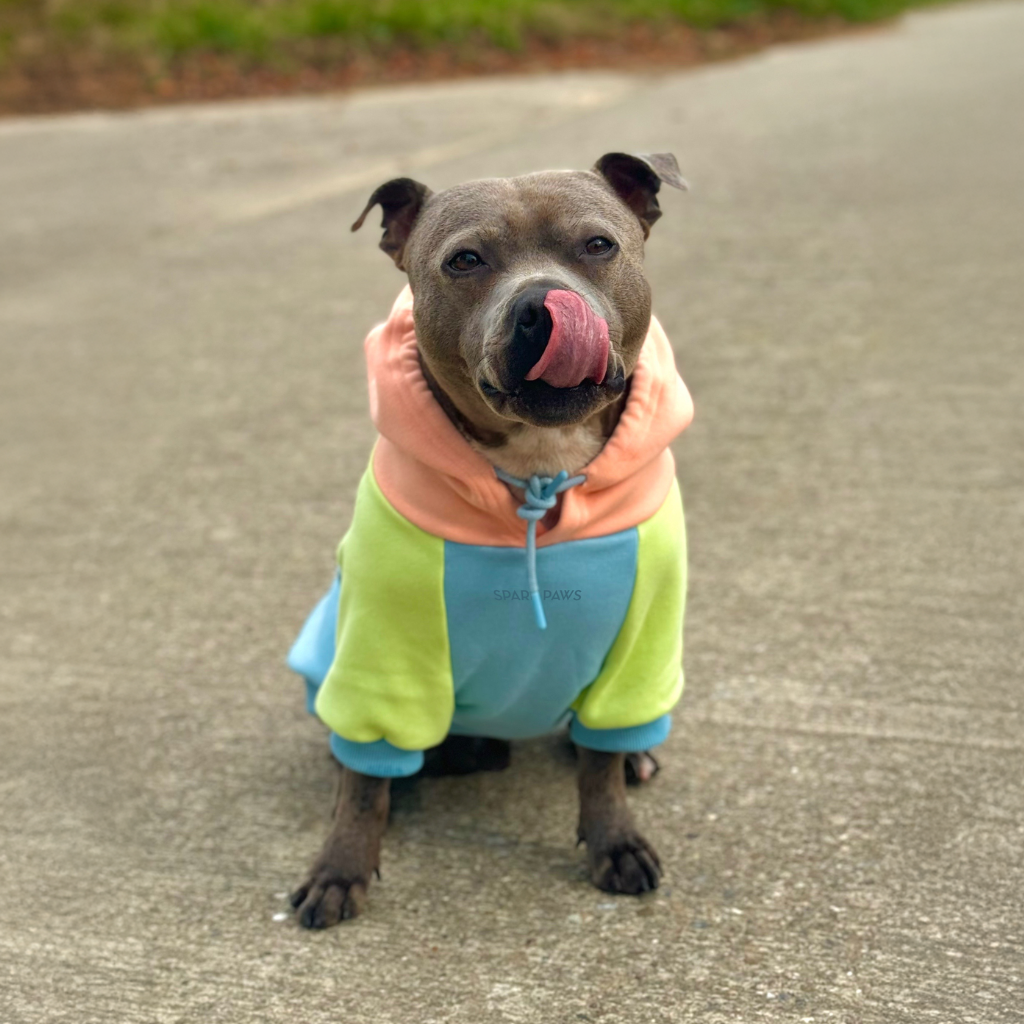 Jelly Bean Dog Hoodie - Image 13